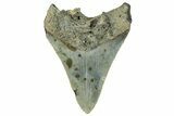 Serrated, Fossil Megalodon Tooth - North Carolina #295133-1